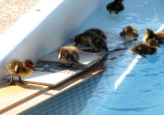 Ducklings In Pool
