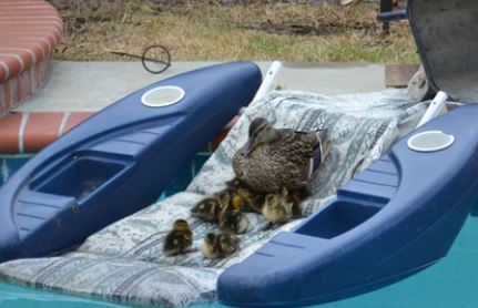Ducklings In Pool